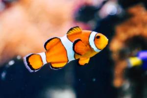 陈梦世界杯直播，精彩瞬间与赛事亮点陈梦世界杯直播